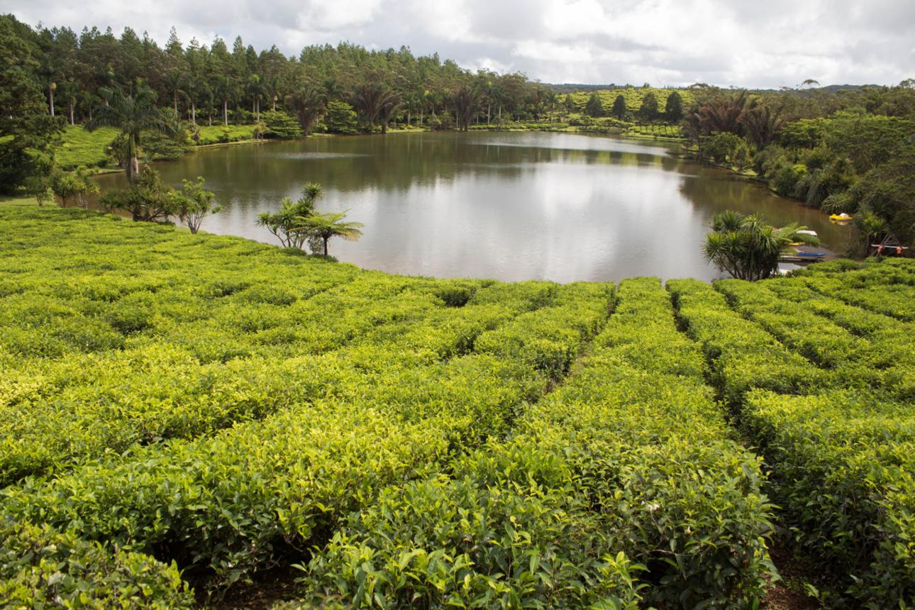 ✨ موريشيوس… جزيرة الأحلام بين الطبيعة والمغامرة 🌴